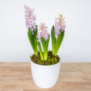 Hyacinth