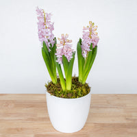 Hyacinth
