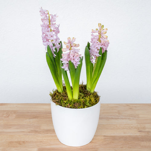 Hyacinth