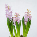 Hyacinth