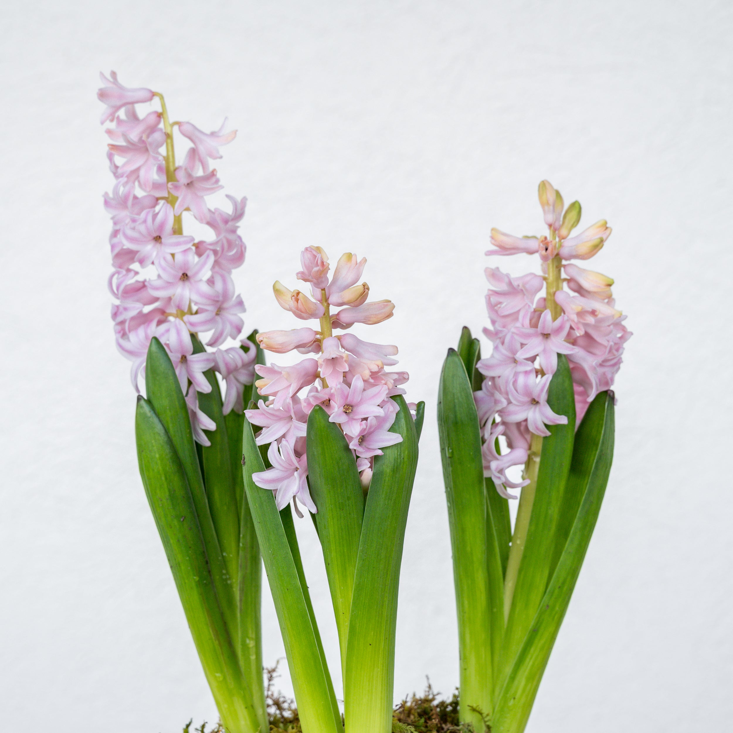 Hyacinth