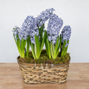 Hyacinth Double Basket
