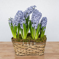 Hyacinth Double Basket