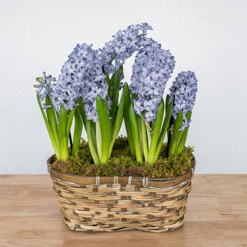 Hyacinth Double Basket