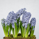 Hyacinth Double Basket