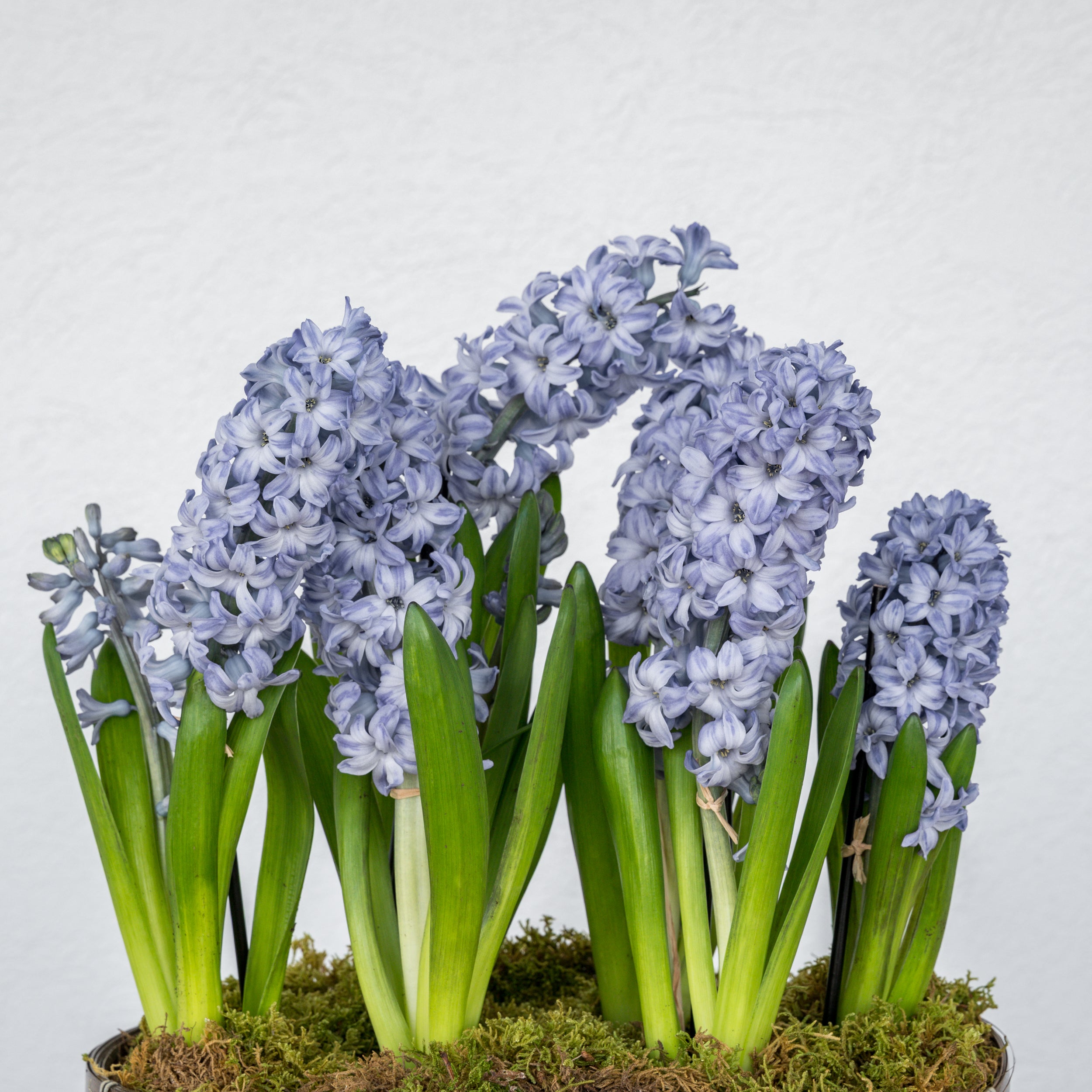 Hyacinth Double Basket