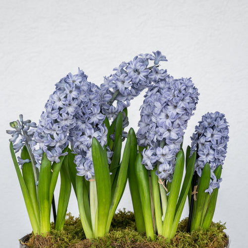 Hyacinth Double Basket