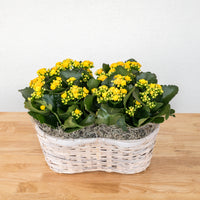 Kalanchoe Double Basket