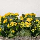 Kalanchoe Double Basket