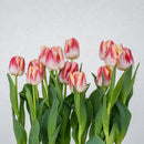 Tulip Double Basket