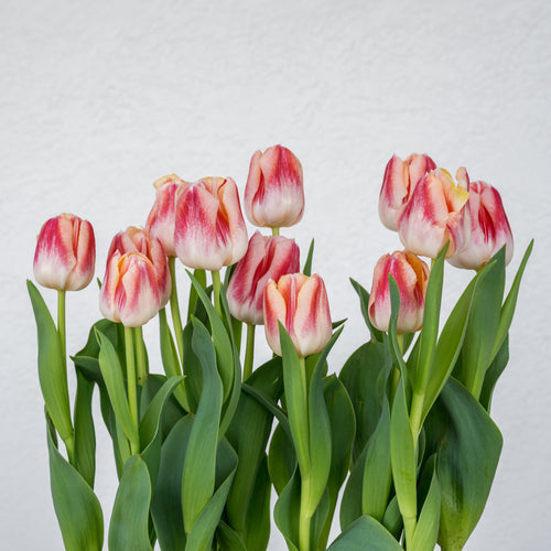 Tulip Double Basket