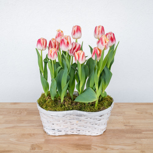 Tulip Double Basket