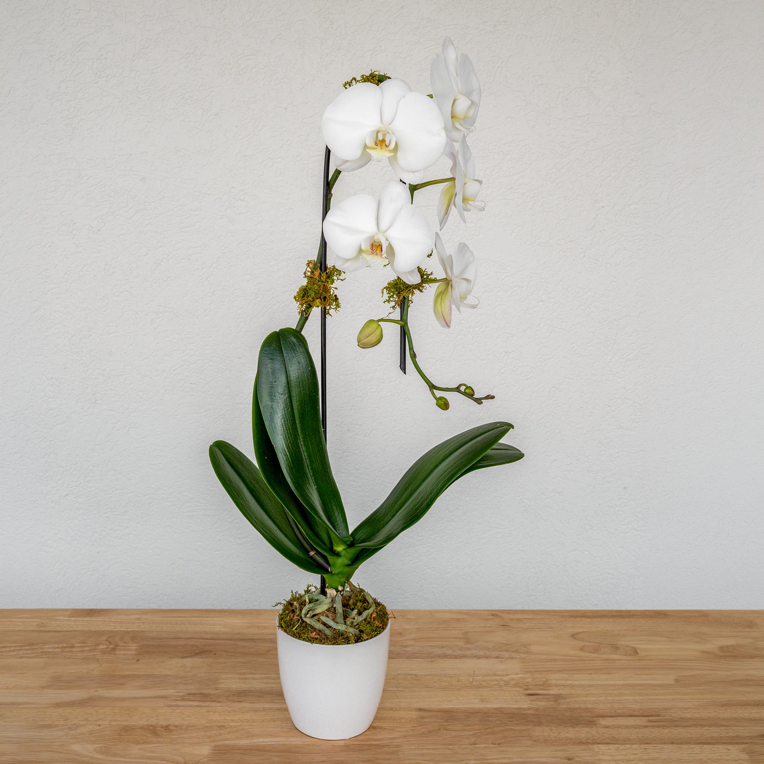 Orchid Plants | Tipton & Hurst Arkansas Florist