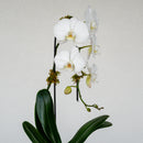 Waterfall Orchid