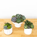 Succulent Garden