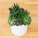 Succulent Garden