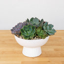 Succulent Garden