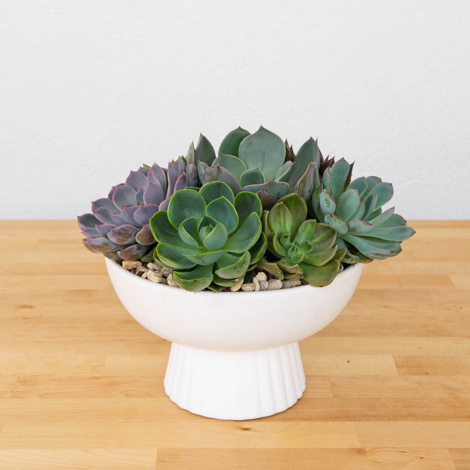 Succulent Garden