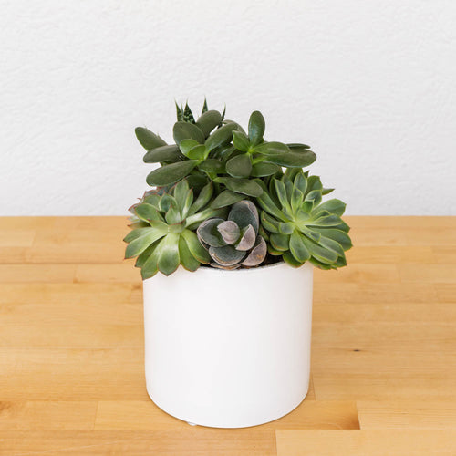 Succulent Garden