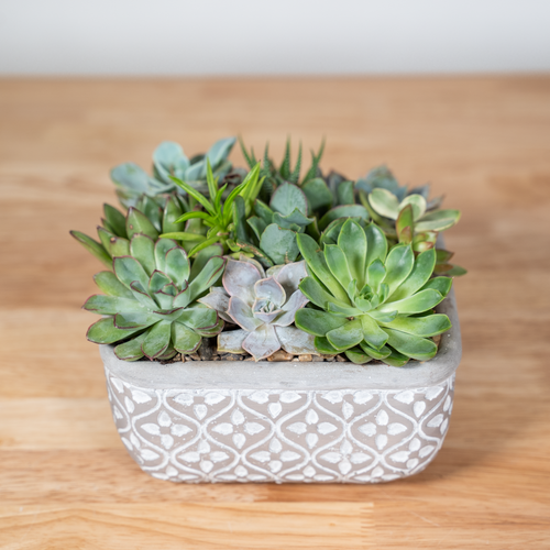 sunny succulents Sunny Succulent Garden – Tipton & Hurst