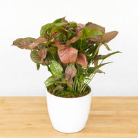 6" Syngonium