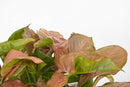 6" Syngonium