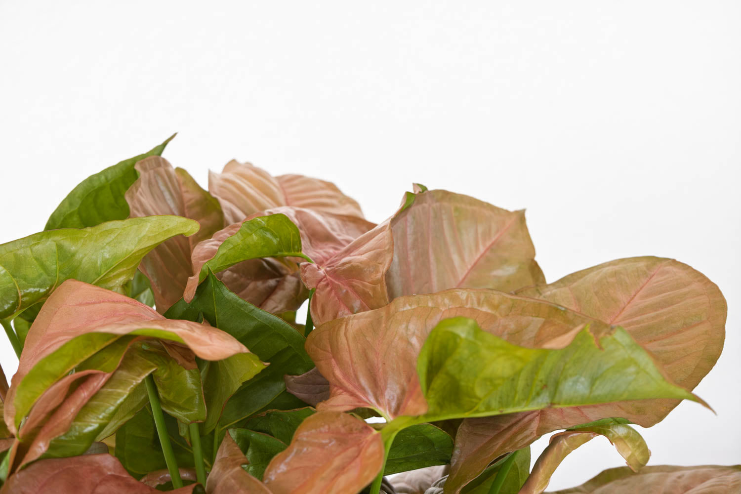 6" Syngonium