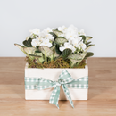 African Violet Box