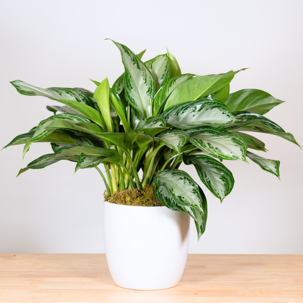 aglaonema white stripe Aglaonema Silver Bay, 19Cm Pot Size, 50Cm Tall, Silver Bay Aglaonema,indoor Houseplant