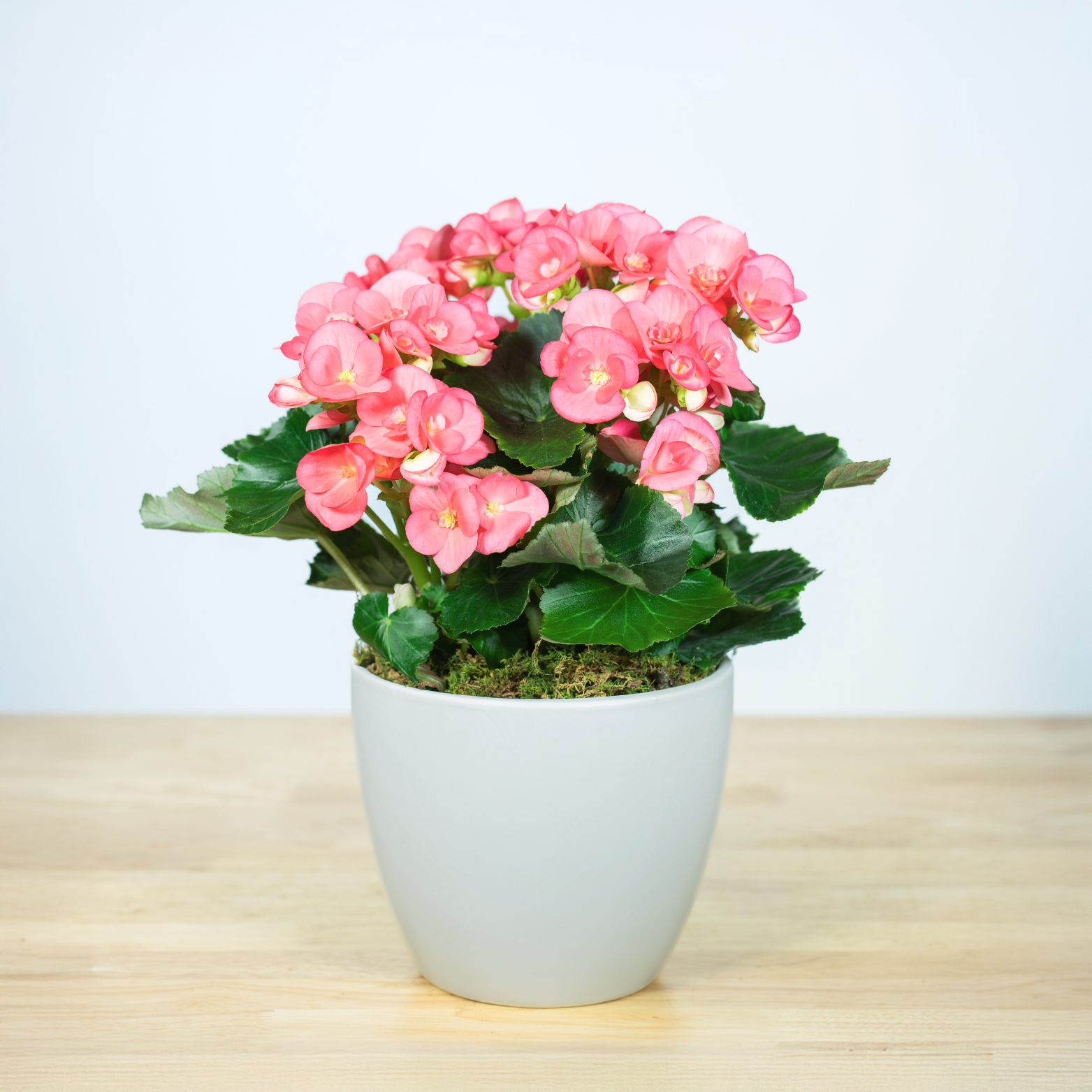 Begonia - 6 Inch