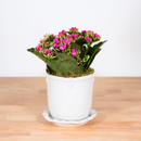 Heirloom Series: Blooming Plant in 5" Juliska Berry & Thread Planter