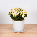 Heirloom Series: Blooming Plant in 7" Juliska Berry & Thread Planter
