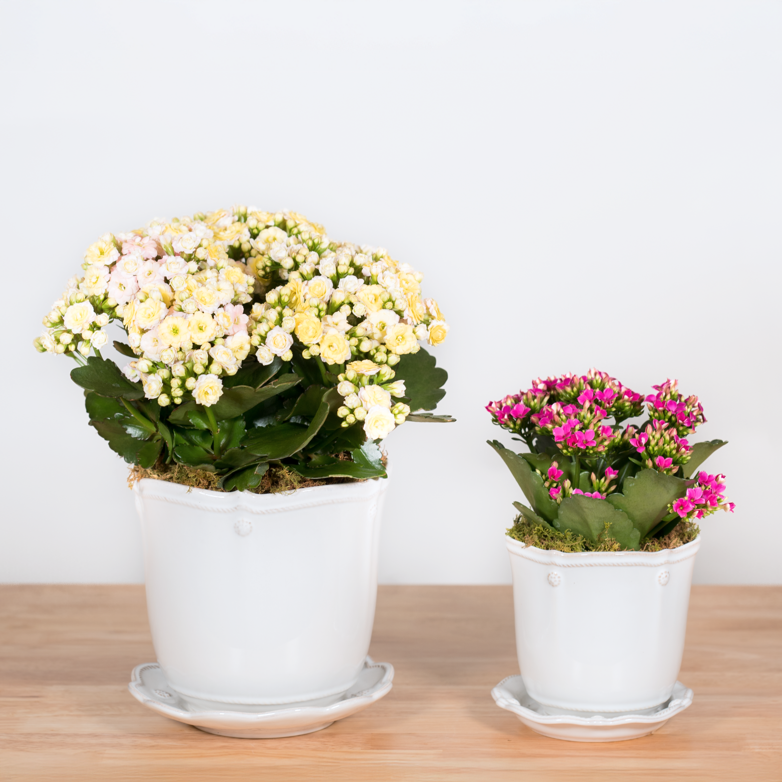 Heirloom Series: Blooming Plant in 5" Juliska Berry & Thread Planter