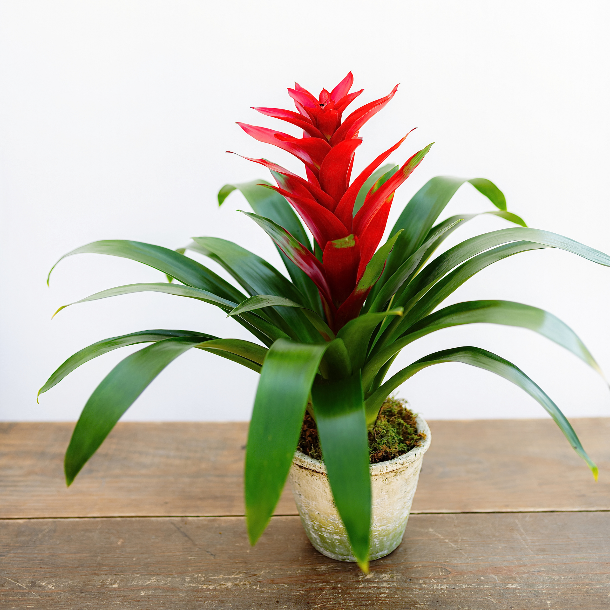 Bromeliad Guzmania