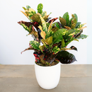 Croton