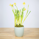 Daffodil - 6 Inch