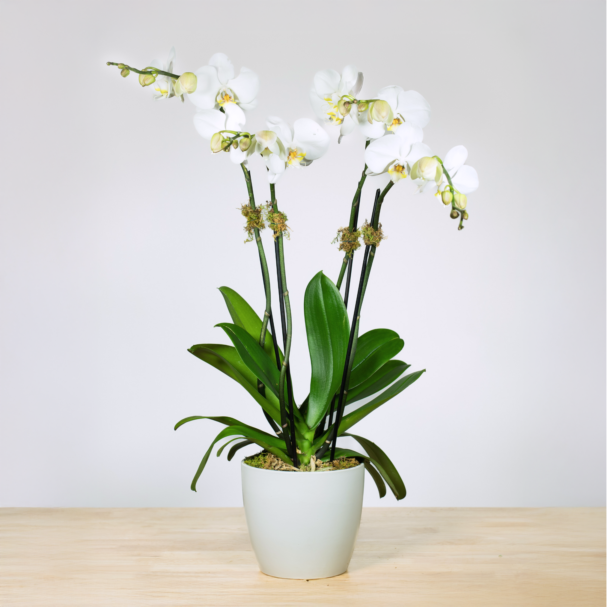 Tipton & Hurst Orchid - Thumbnail 2