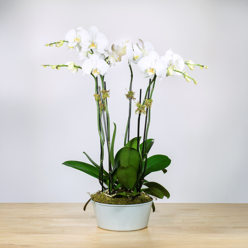 Double Stem Orchid - Trio