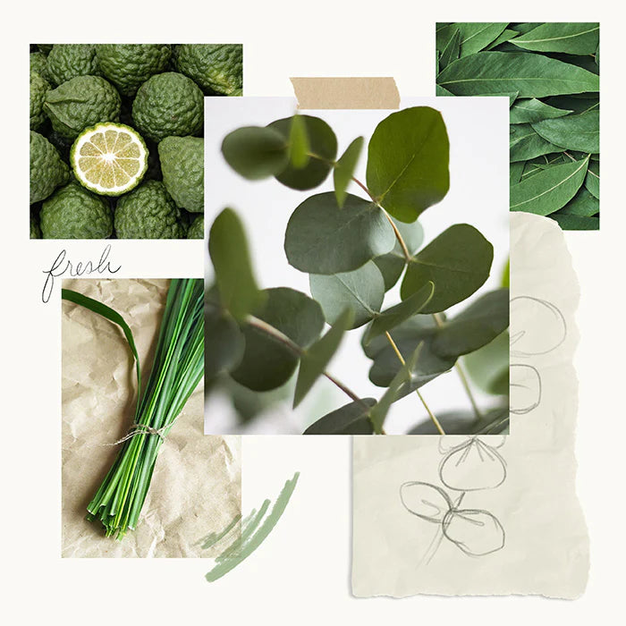 Thymes Eucalyptus Basket
