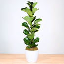 Fiddle Leaf Fig