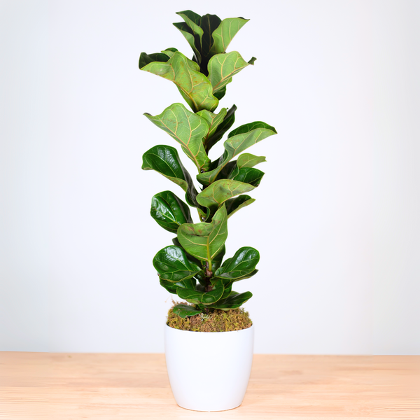 fiddle leaf fig sacramento Fiddle Leaf Fig – Tipton & Hurst