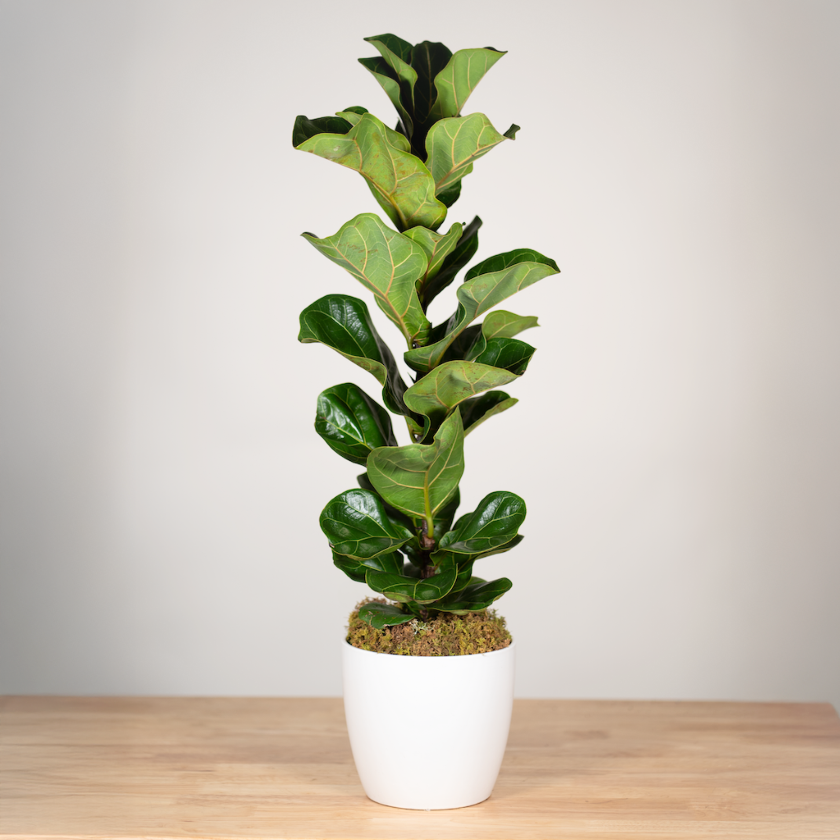 Fiddle Leaf Fig