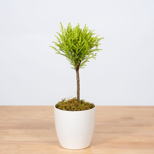 Goldcrest Topiary - 4.5 Inch