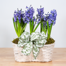 Hyacinth Double Basket