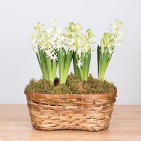 Hyacinth Double Basket
