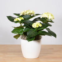 Hydrangea - 6.5 Inch