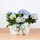 Hydrangea Double Basket