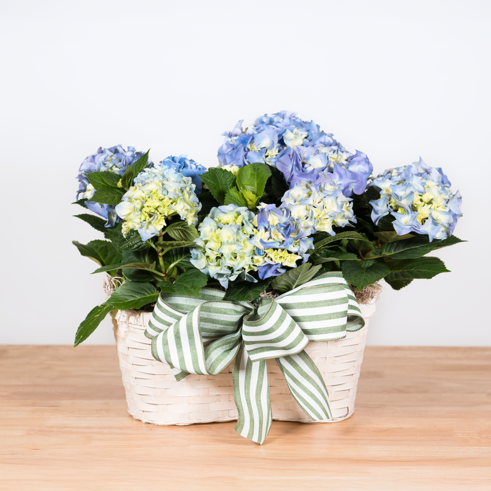Hydrangea Double Basket