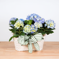 Hydrangea Double Basket