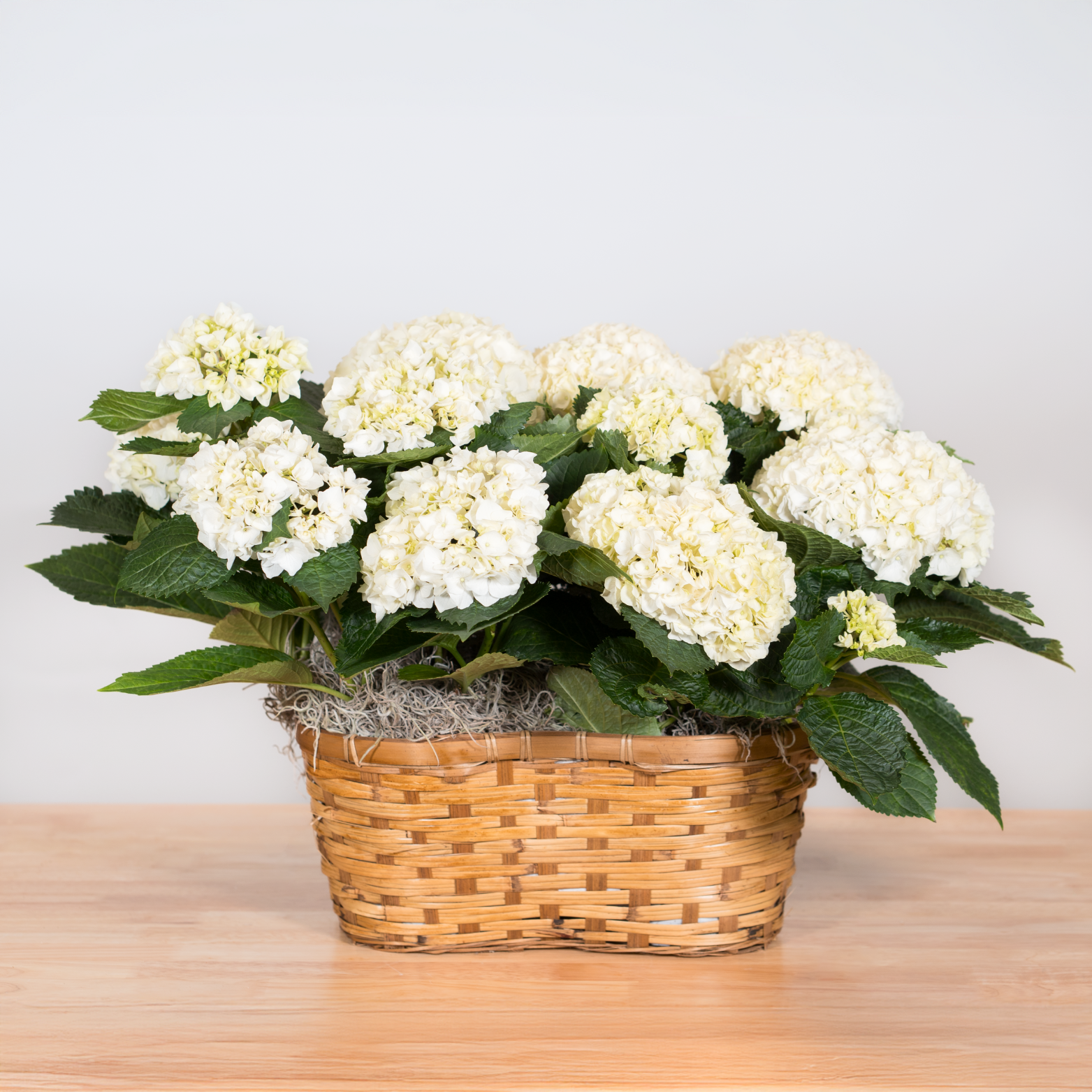 Hydrangea Double Basket